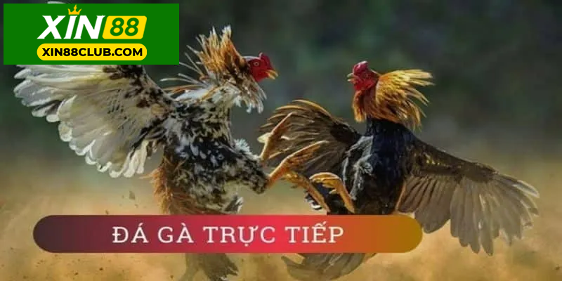 Trải nghiệm đá gà trực tiếp